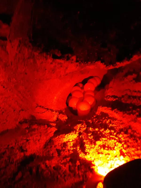 Turtle Eggs