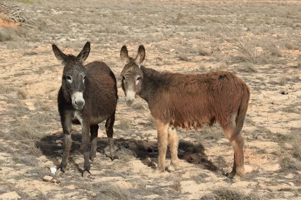 Donkeys
