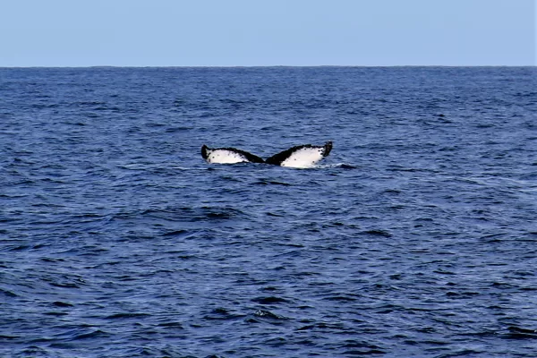 Whale Watching