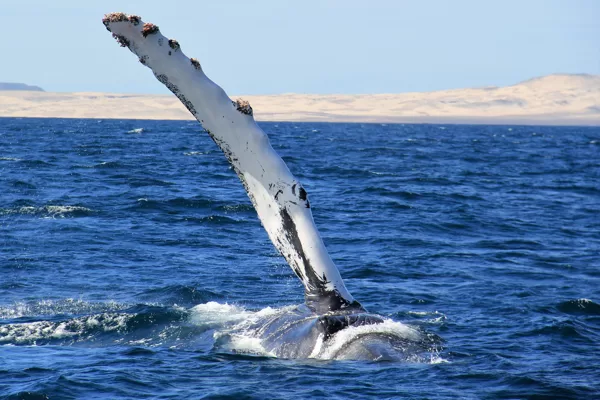 Whale Watching