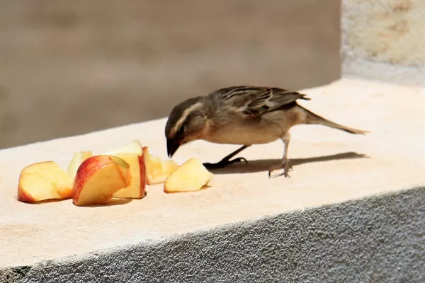 Bird Feeding